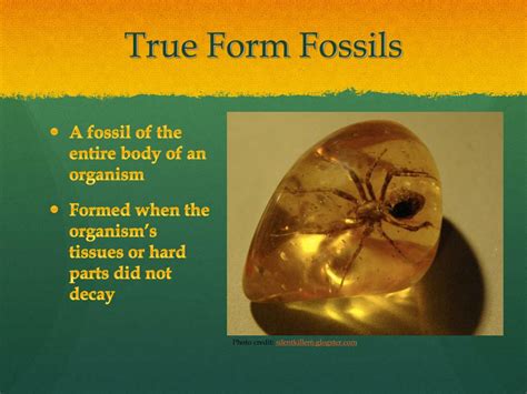 true form fossil definition